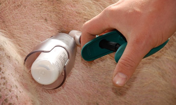 Intra muscular injection of a pig